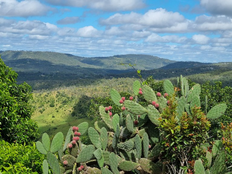 A cactus bush and a view to the south.