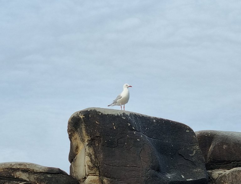 This seagull had a good view.