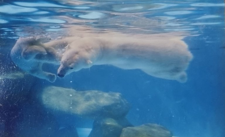 Polar Bears playing at Singapore zoo.