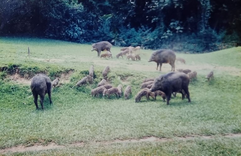 Wild boars