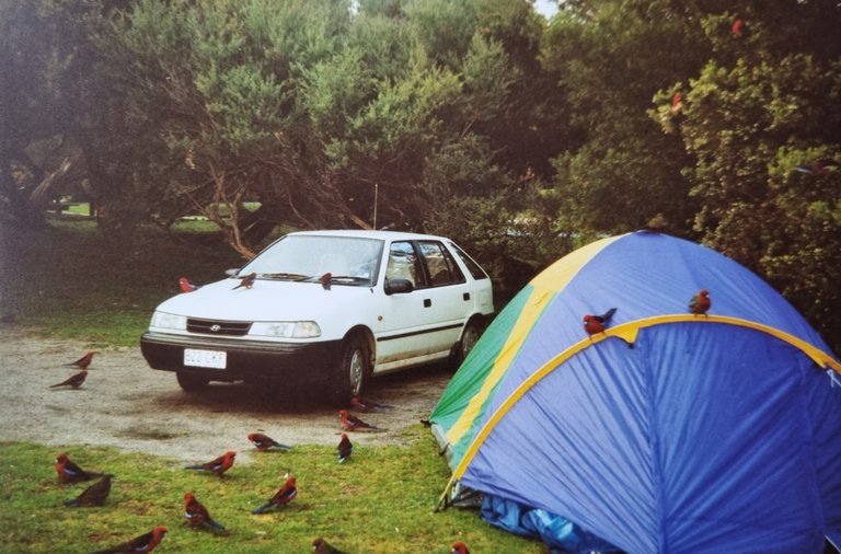 The wild life at Wilsons Promontory must have been really used to being feed and not afraid of humans.