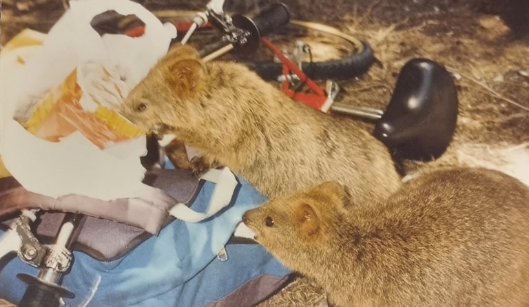 Quokka’s where everywhere