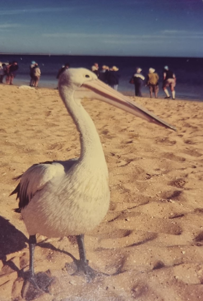 Any thing involving fish and feeding means there will be inquisitive Pelicans.