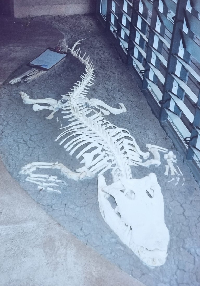 A big salt water crocodile skeleton in the tourist information centre.