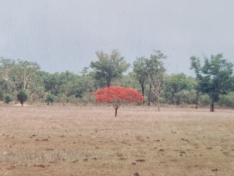 A small Poinciana flame tree.