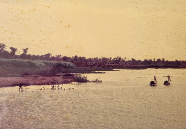 The Yellow water, A shame some of my old photo have turned a bit yellow and marked.