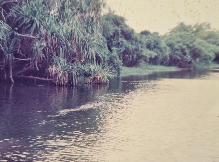 A Salt Crocodile swimming on an early morning Yellow Water Cruise.