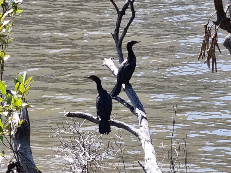 Some Dart water birds that don’t seem to mind the dirty looking colour of the Brisbane River.