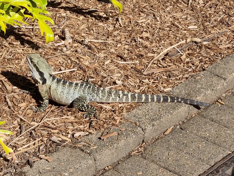 A nice friendly bearded dragon