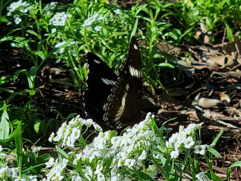 Butterfly mid flight.