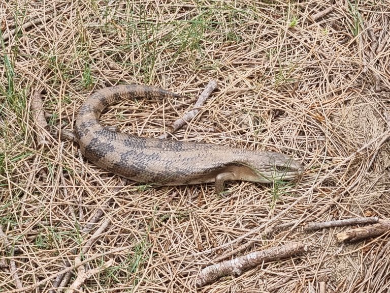 A blue Tongue Lizard. We did not see a lot of bird or animal life as we walked around mid day but I think there would be a lot more if you got here early in the morning.