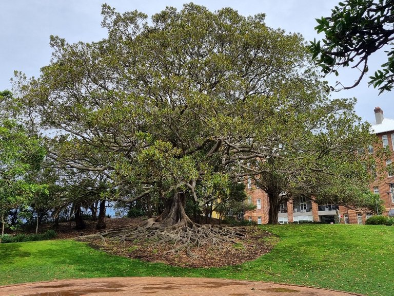 @consciouscat spotted this Tawny frogmouth bird nesting in this huge tree.