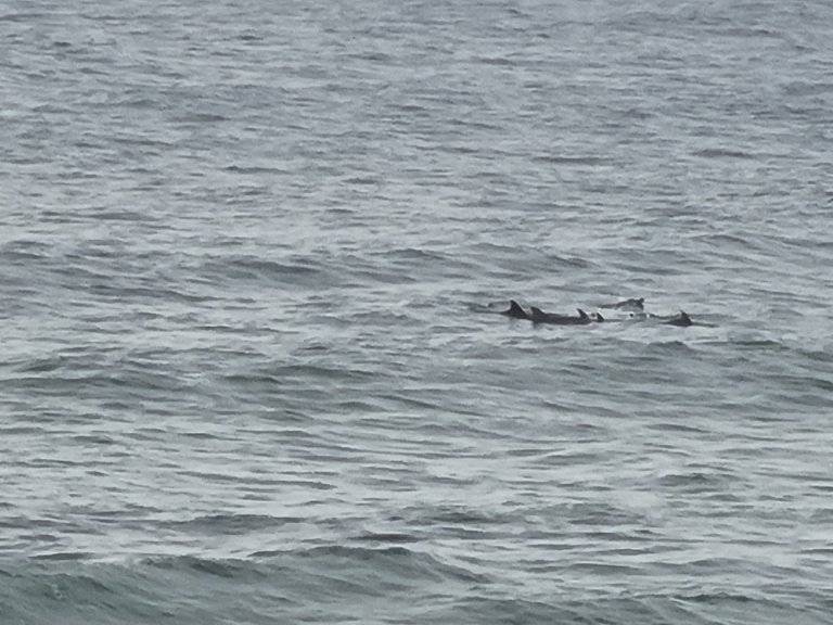 Dolphins