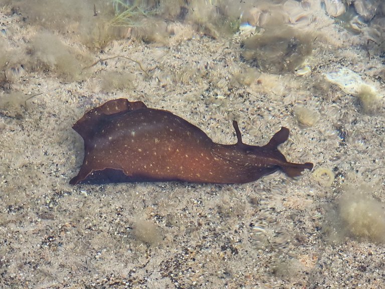 A sea slug in some clear shallow water.