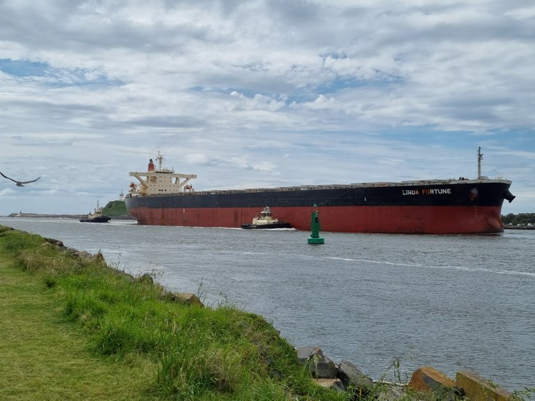 A massive unload cargo ship and a sea gull in action.