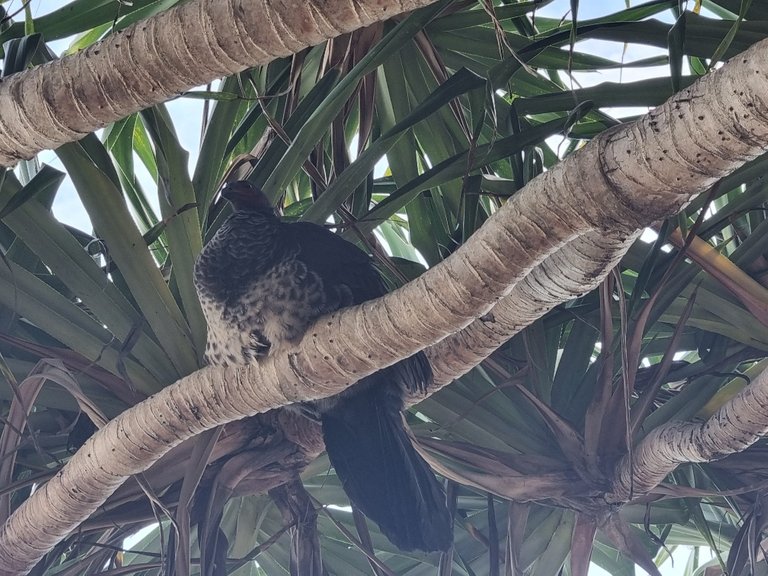 We have never seen a bush turkey sitting in a tree, there usually at ground level digging holes and building nests.