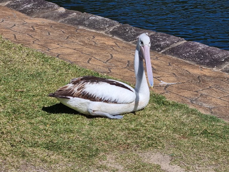 Pelican