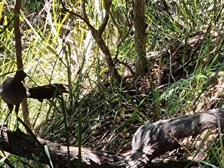 A Lyre Bird on the left hard to photo on my phone as they are shy and like hiding out in steep ground.