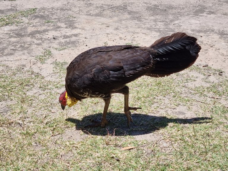 Brush Turkey