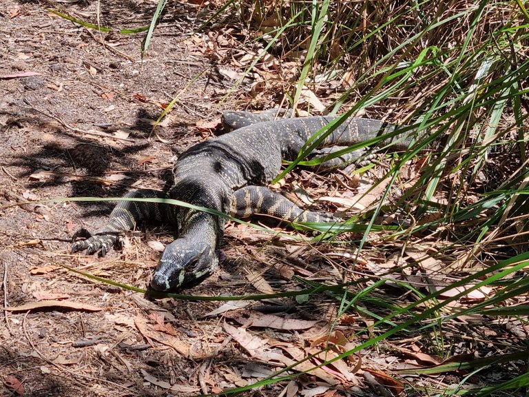 An even bigger Goanna