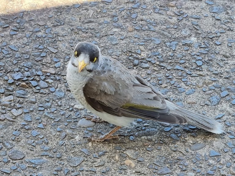 Noisy Miner