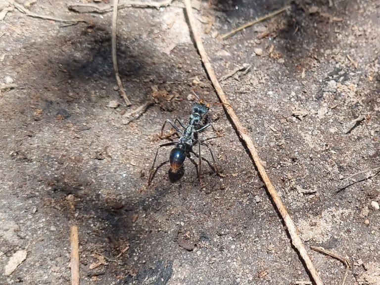 A Bull Ant with a nasty bite.