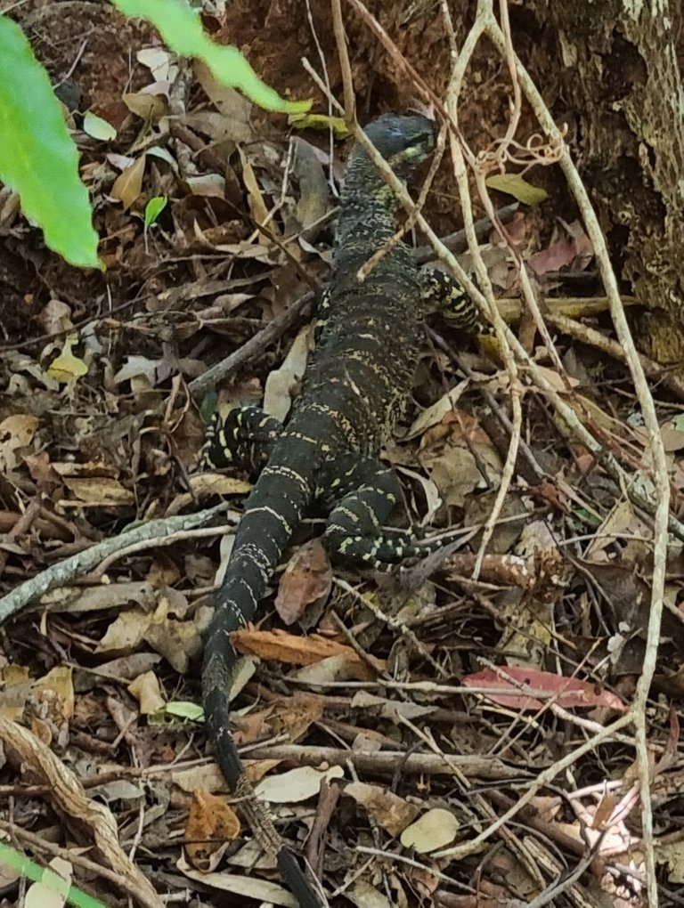 We saw quite a bit of wild Life on the walks. A small Goanna.