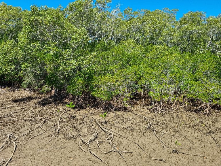 All the tree root systems exposed.