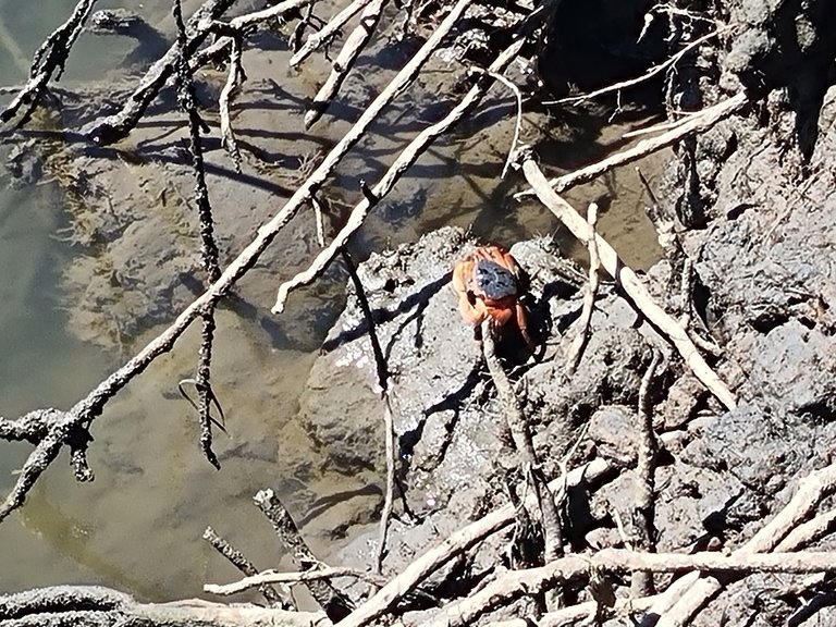 One of the local crabs.