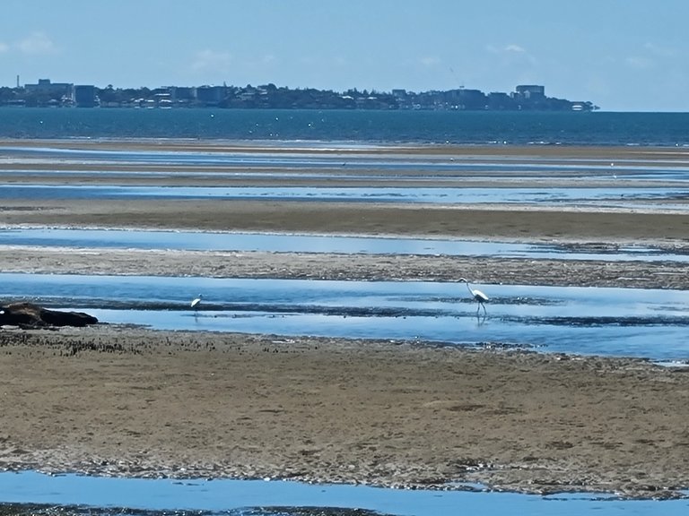 The Shorncliffe Shoreline on the Horizon and the some water birds, who seemed to be enjoying the shallow waters.