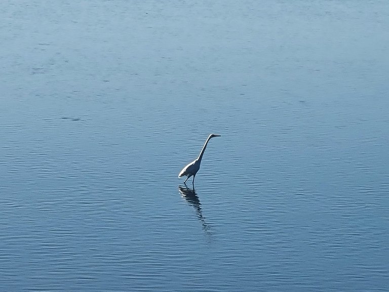 The water birds seem to be enjoying the conditions too, I guess it made it easy for them to see breakfast through the clear water.