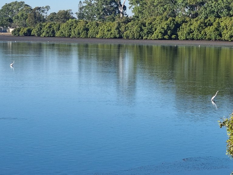 The muddy mangrove flats not usually the prettiest place to get photos but I was defiantly in lucky this morning.