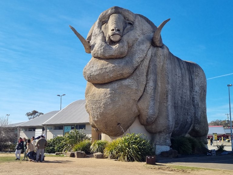 Finally, we saw The Big Merino on the outskirts of town. It stands 15 metres tall and has a gift shop next door. Australia has a lot of ”big” things and it makes total sense to have a merino sculpture as Goulburn is prime sheep and wool country. There is lots more to see there but that will have to wait for another time.