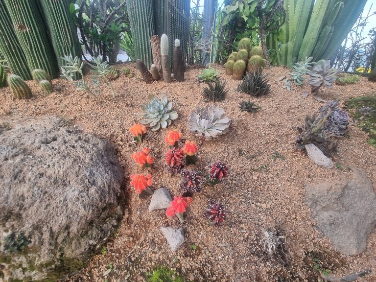 The cactus garden was out side and the heat and humidity hits you straight away after all that air conditioning.