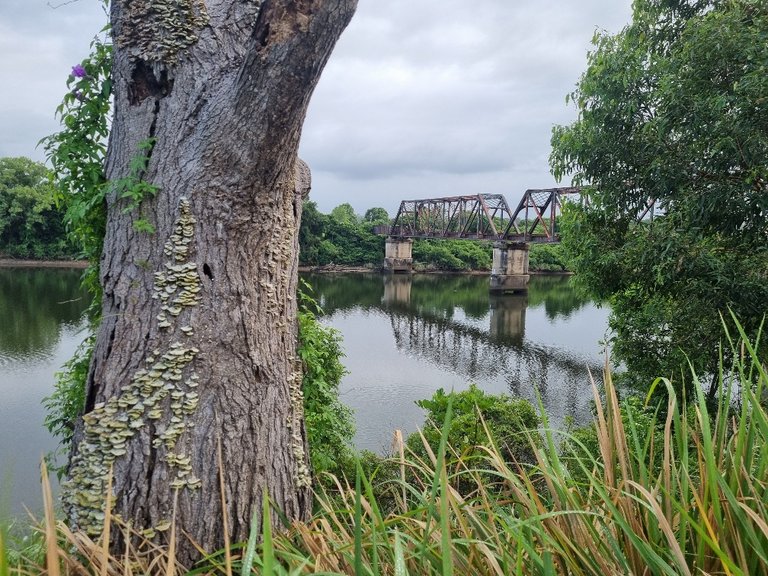 That’s the old bridge again, from the other side. And a cool big tree with some lichen (?) growing on it.