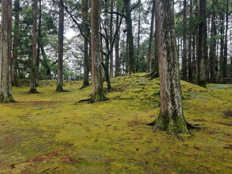 The top of the hill is where the old castle used to stand, one big stone and a some big old trees. The trees where planted 100s of years ago when the castle was taken down and after the clan lost a war.