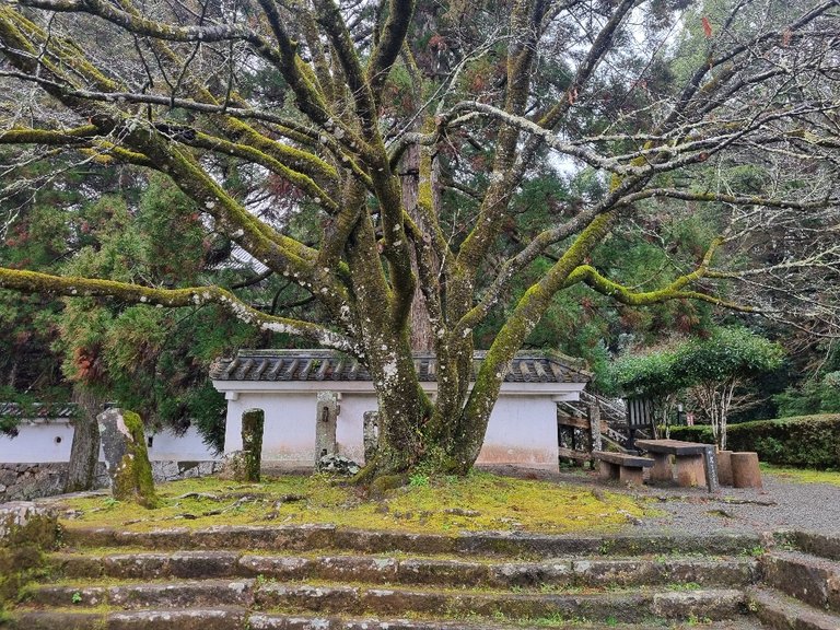 The big old trees moss and the odd stone slab just laying around really did feel like you were taken back in time.