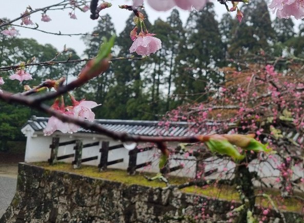 It was the first day of spring so the cheery and plum trees were starting to blossom.