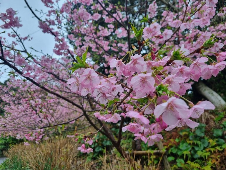 A Cherry Blossom.