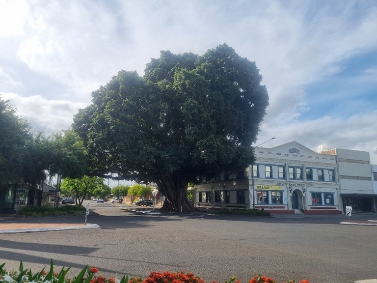 How big is this tree right in the middle of town. Grafton is pretty famous for its purple flower Jacaranda trees but we were not there at the right time of year to see them flowering.