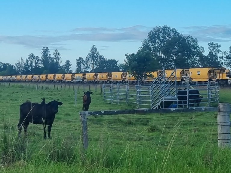 The cows must have thought I was strange or maybe hoping I would feed them.