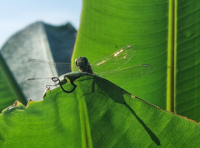 I got this nice close up of a dragon fly with it see through wings.