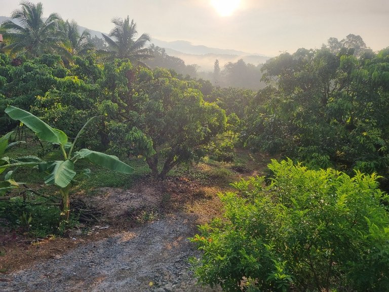 The farm did not have a lot of animals but there where a few families living on the land looking after a number of different fruit and tree crops.