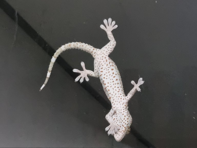 The Geckos are much bigger here than the ones we get back home.