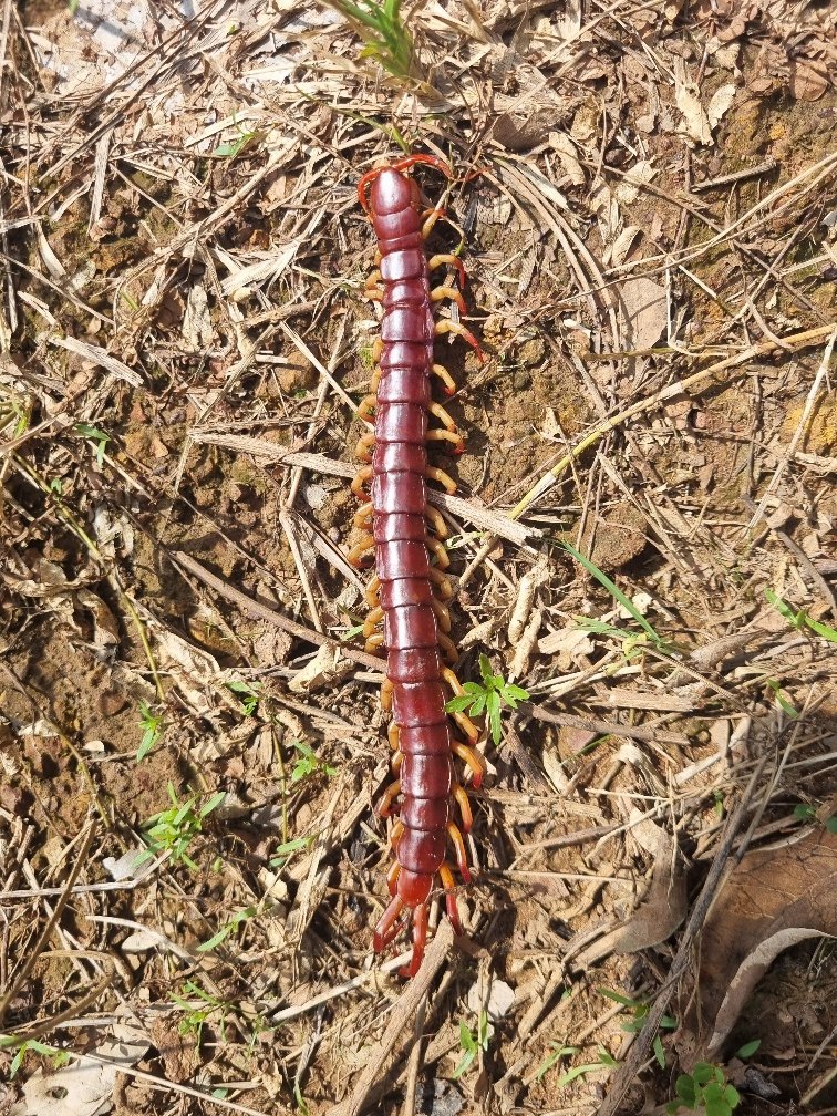 and the centipedes are big too.