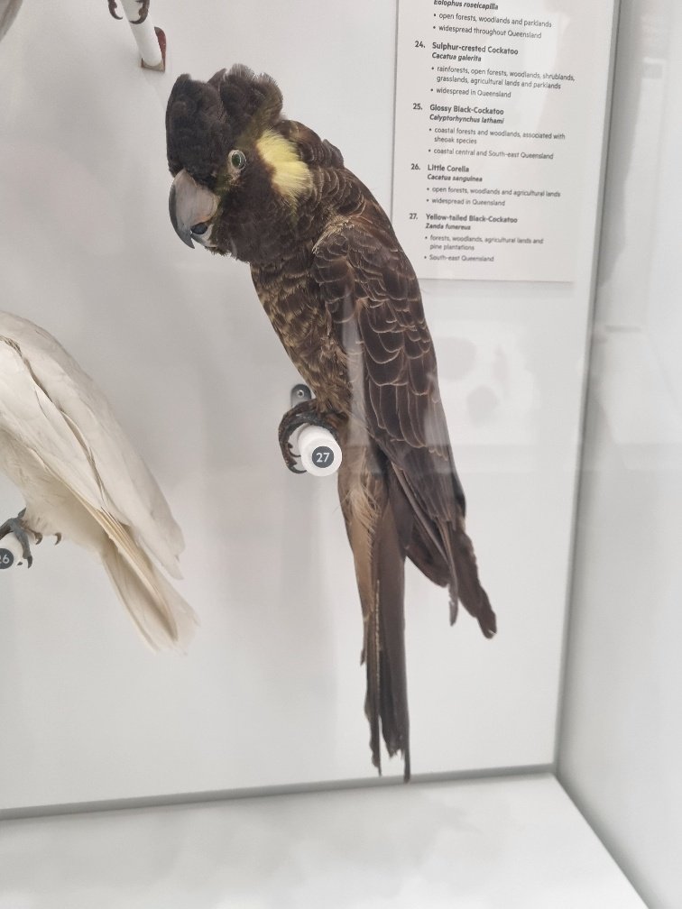 A black cockatoo.