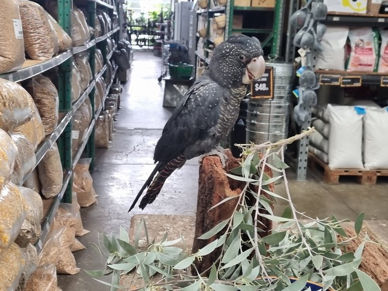 As I walked in I thought there was a bird loose inside, occasionally in these open air types of buildings, birds sometimes fly in and have trouble finding there way out, but this was no rouge bird, this was some very well trained black cockatoo. no chain or cage to be seen just this magnificent bird sitting on one of the sales counters happily chewing away on a tree branch.