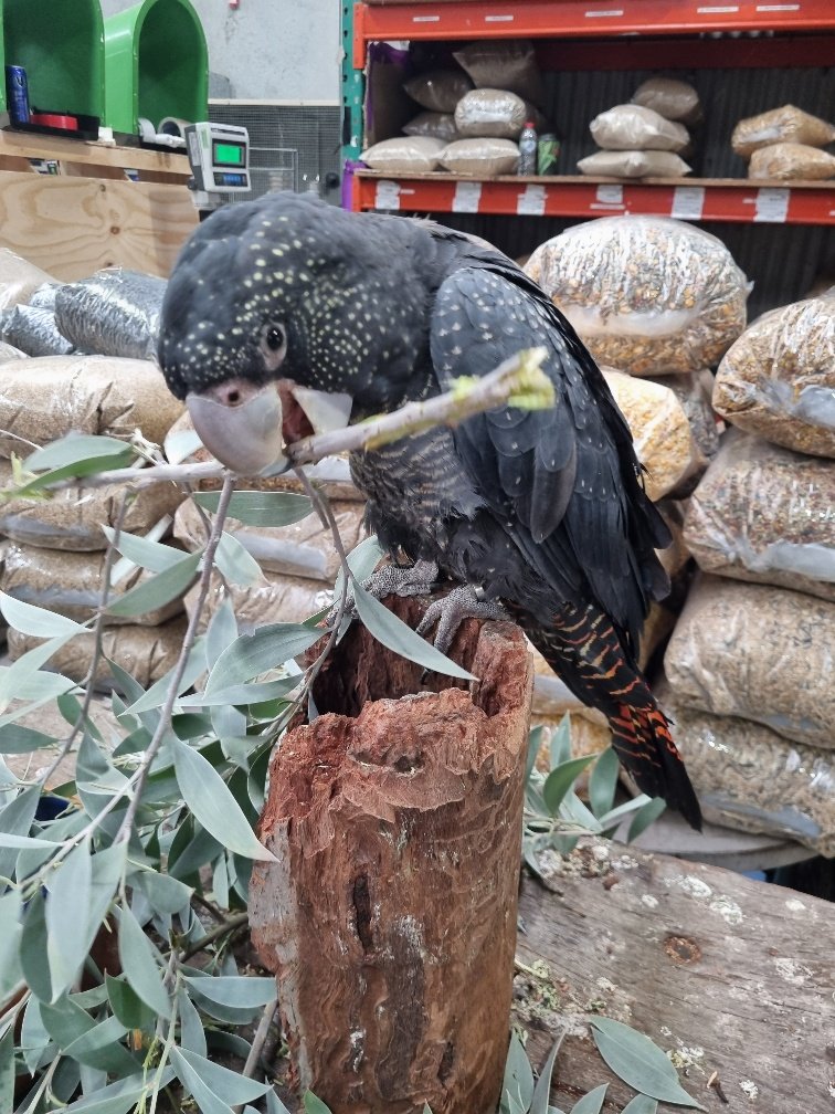 That strong beak was easy crushing the sticks, they usually eat seeds but I think it was crushing the stick looking for tiny insects.