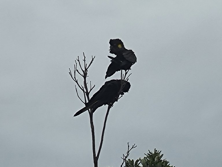 Seems the Black Cockatoos like Old wind mill hill too, Luckily they have let a few trees grow back,