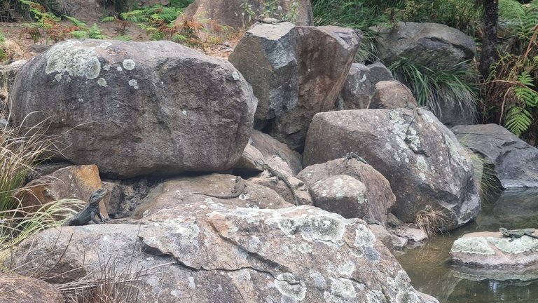 But they were every where enjoying with warm rocks in the sun.